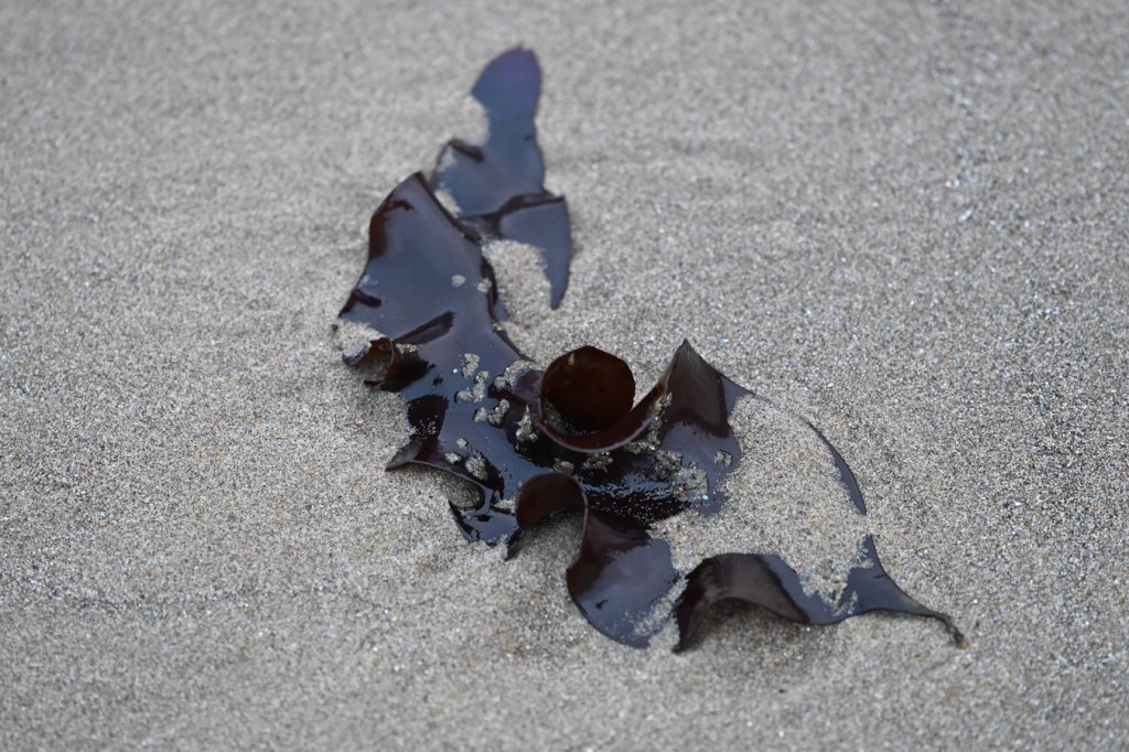 A detached and drifted red seaweed blade rests on the sand.
