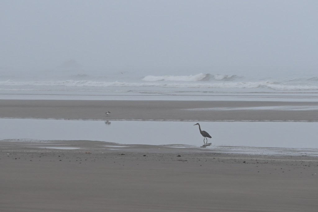 Beachscape featuring a great blue heron hunting in a shallow pool. Surfzone in the distance. Hazy sky.