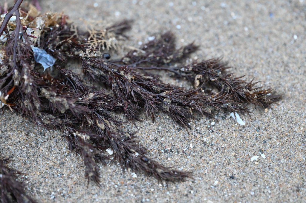 A drifted Odonthalia-like frond rests on the sand.