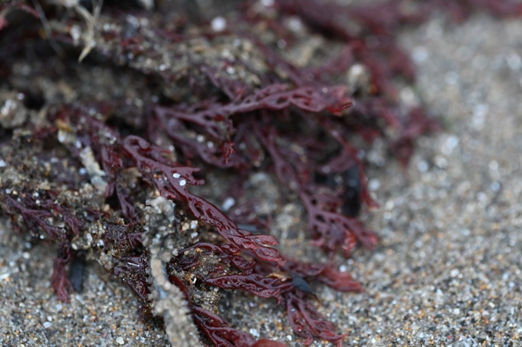 A detached and drifted tuft of Plocamium rests on the sand.