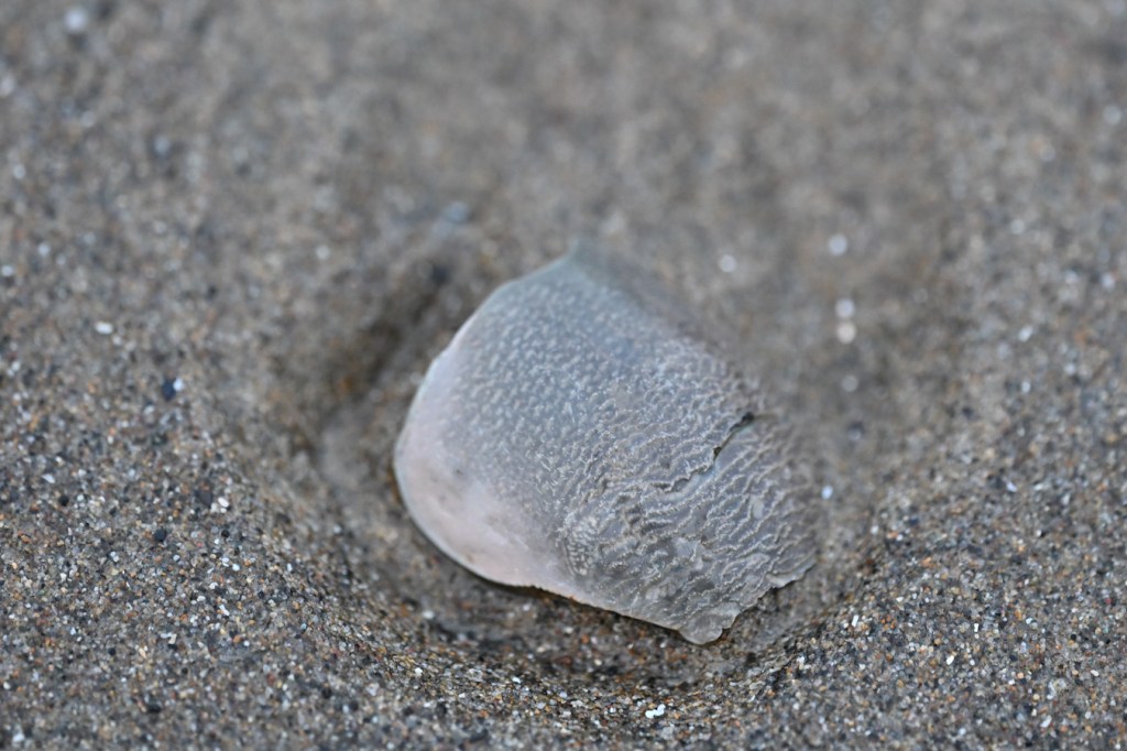 A Pacific mole crab Emerita analoga carapace rests on the sand. 