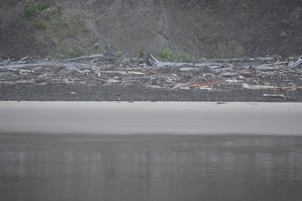 A view from the zone of wet sand, across the zone of dry sand, and up into the cobbles and the zone of big wood. Behind that, a cliff rises above the cobbles.