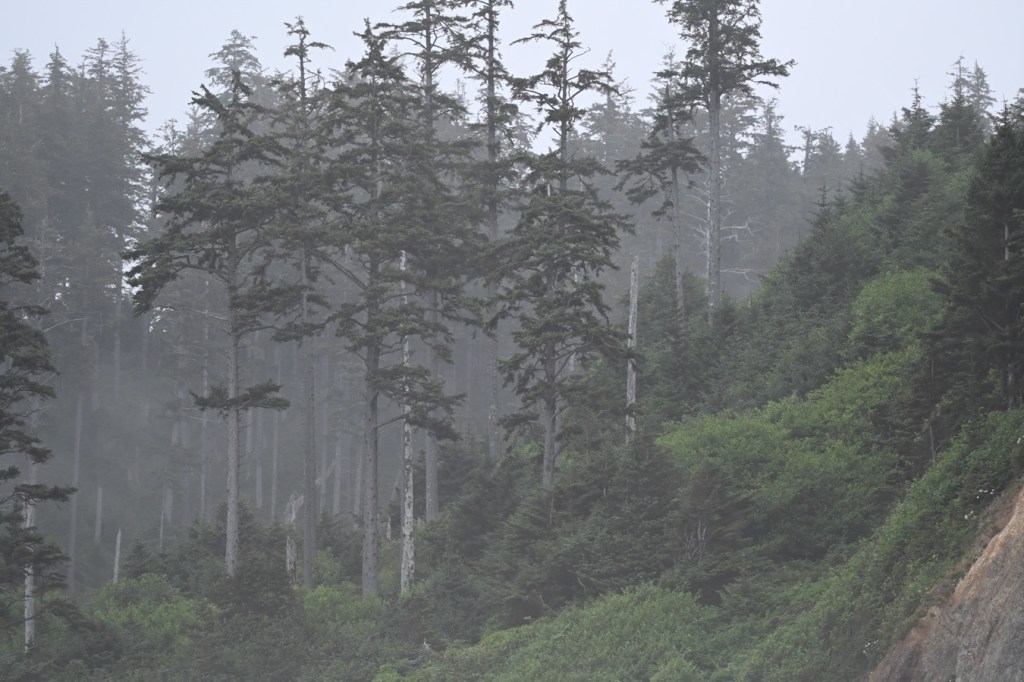 A view from the beach up into the misty Sitka spruce forest above.
