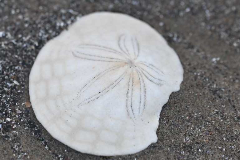 A bleached and drifted sand dollar shell Dendraster, mostly complete, rests on the sand.