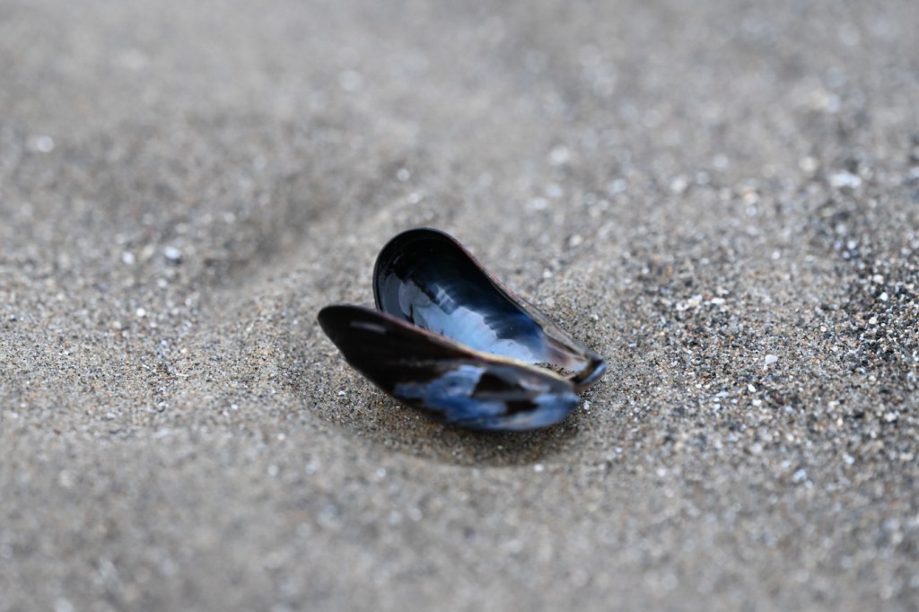 An empty and drifted California mussel Mytilus californianus shell, both valves, rests open on the sand.