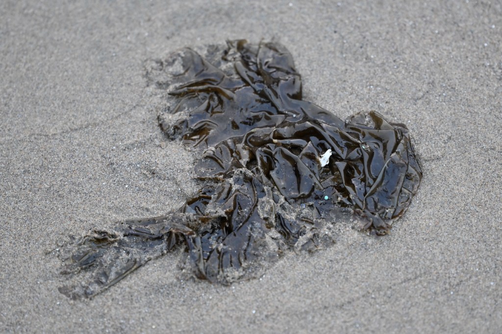 A detached and drifted Pyropia blade rests on the sand.