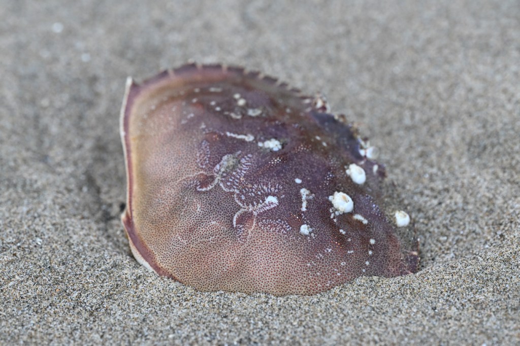 A drifted Dungeness crab Metacarcinus magister carapace rests on the sand. 