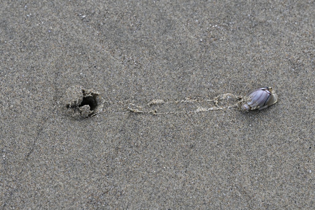 A purple olive Callianax biplicata emerges from its burrow and moves over the sand leaving a mucus trail.