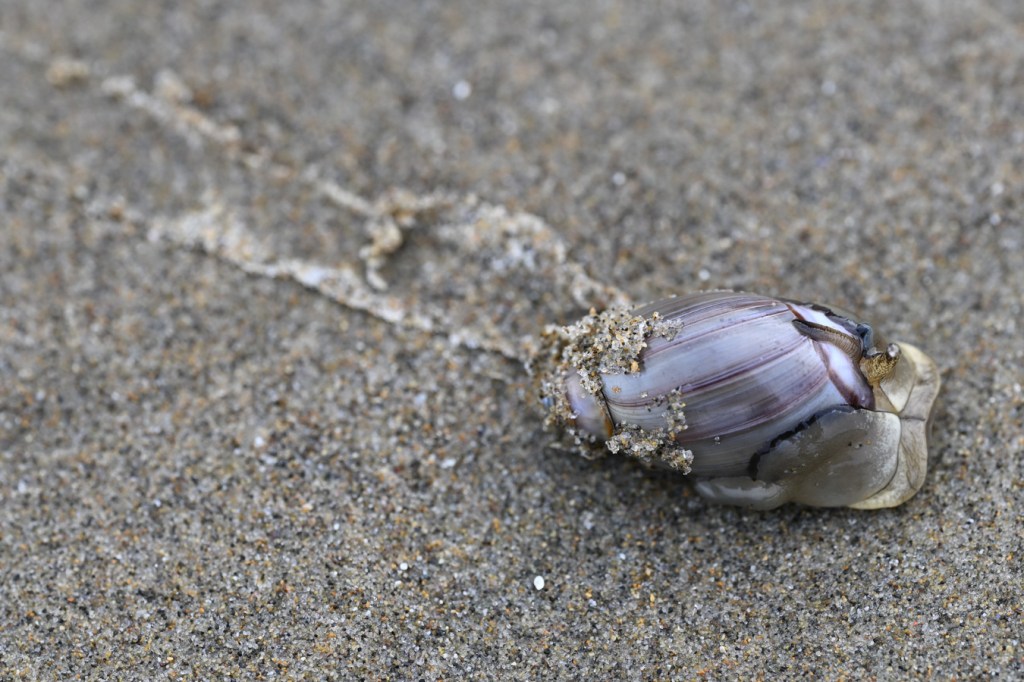 Closeup of a purple olive Callianax biplicata moving over the sand leaving a mucus trail.