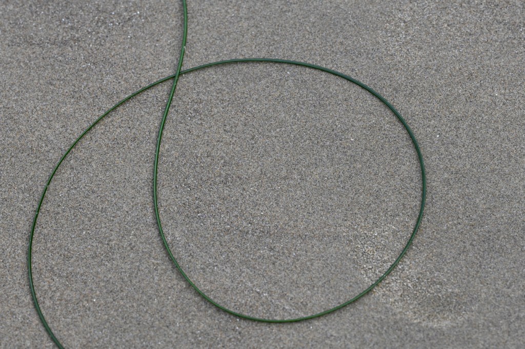 A single strand of drift Phyllospadix rests on the sand.