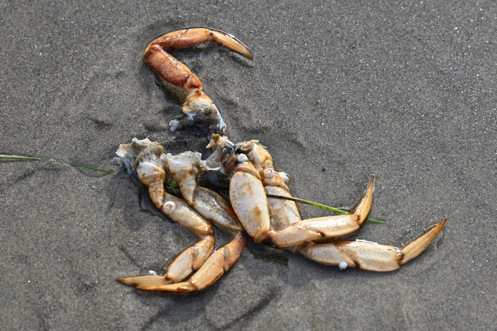 Drifted Dungeness crab Metacarcinus magister molted exoskeleton, specifically a portion of the ventral part of the thorax and walking legs.