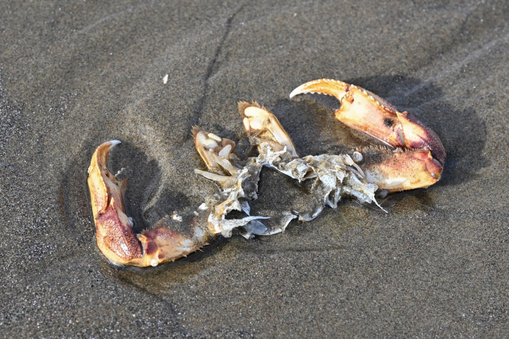 Drifted Dungeness crab Metacarcinus magister molted exoskeleton, specifically a portion of the ventral part of the cephalothorax and the pinching claws.