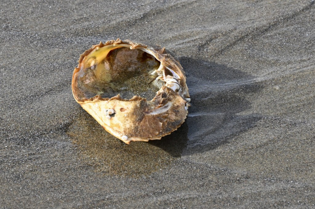 Drifted Dungeness crab Metacarcinus magister molted carapace rests on the sand.