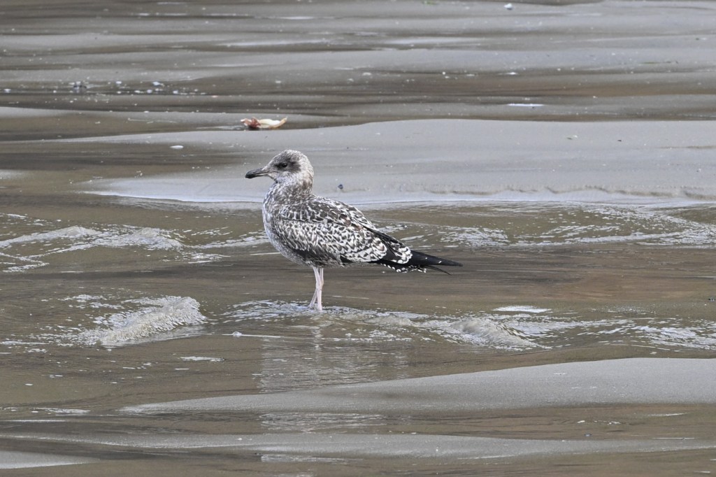 Juvenile gull standing in a shallow freshwater stream just above the swash zone.