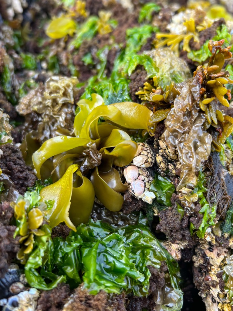 A yellowish-green Mazzaella blade with a purplish-brown base on a mid-intertidal rock wall. Barnacles and a variety of seaweeds share the scene.