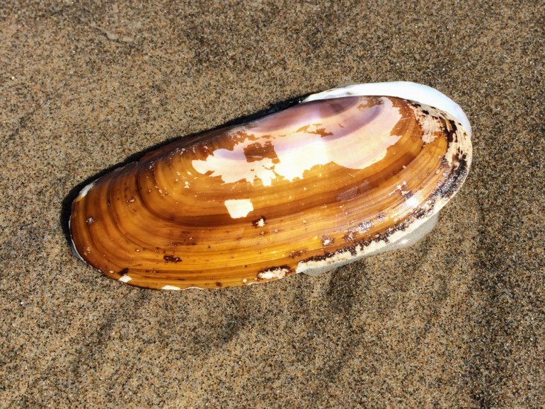 An empty and drifted Pacific razor clam Siliqua patula shell, both valves, rests on the sand.