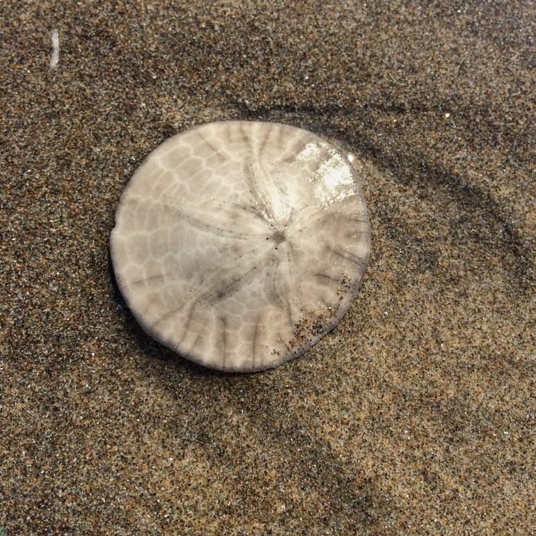 A bleached and drifted eccentric sand dollar Dendraster excentricus shell rests, right side up, on the sand.