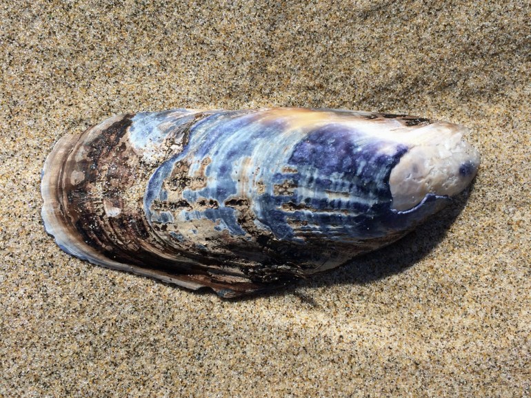An empty and drifted California mussel Mytilus californianus shell, one valve only, rests on the sand with its exterior surface exposed.