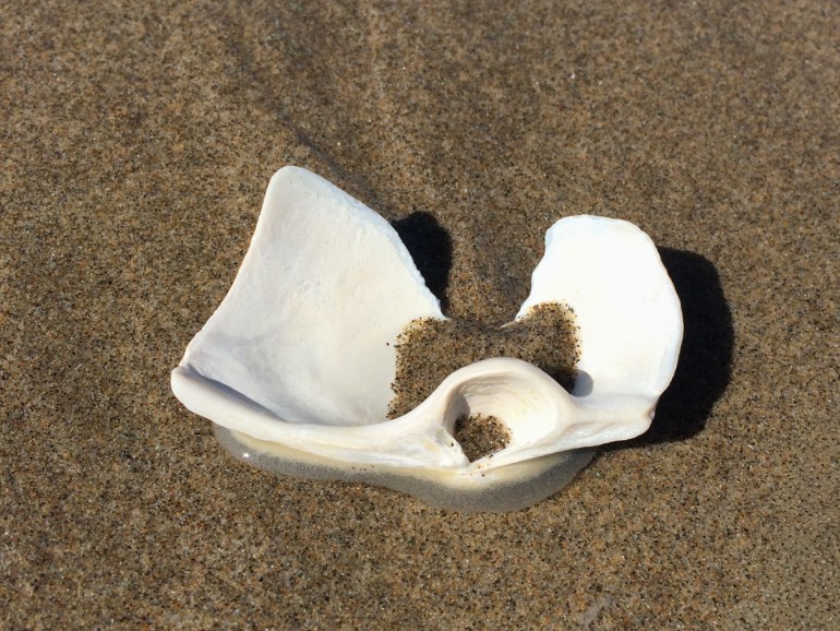 An empty and drifted fat gaper Tresus capax shell fragment, one valve only, rests on the sand with its interior surface exposed. Prominent chondrophore.