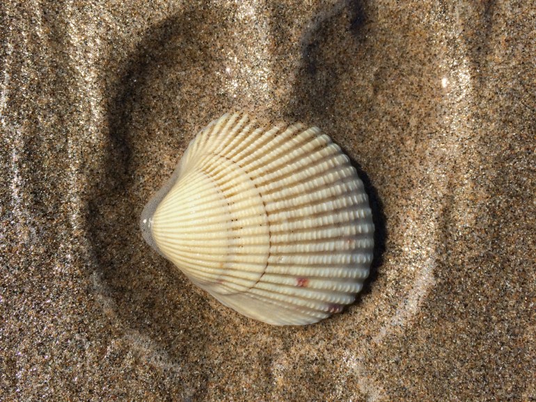 An empty and drifted Nuttall's cockle Clinocardium nuttallii shell rests right side up on the sand.
