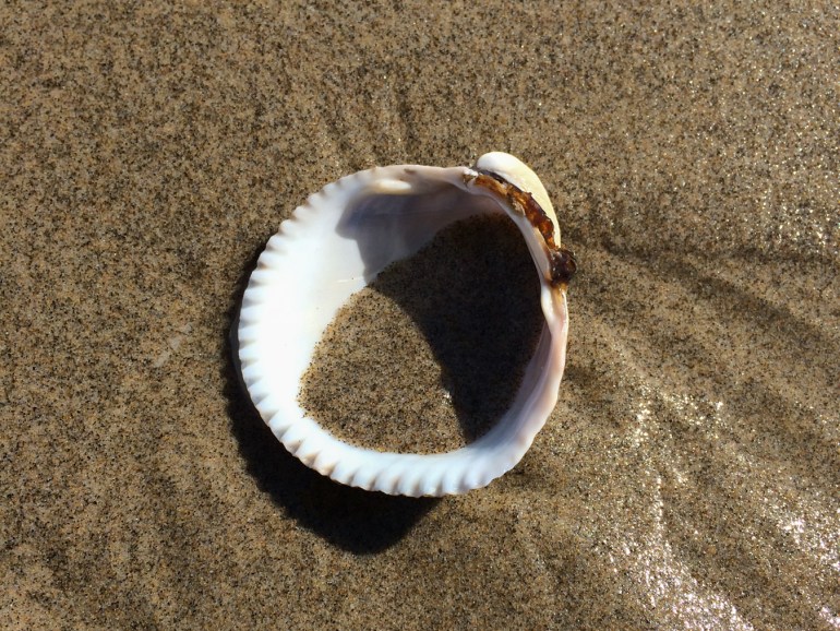 An empty and drifted Nuttall's cockle Clinocardium nuttallii shell rests upside down on the sand.