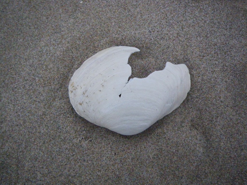 An empty and drifted fat gaper Tresus capax shell fragment, one valve only, rests on the sand with its exterior surface exposed.