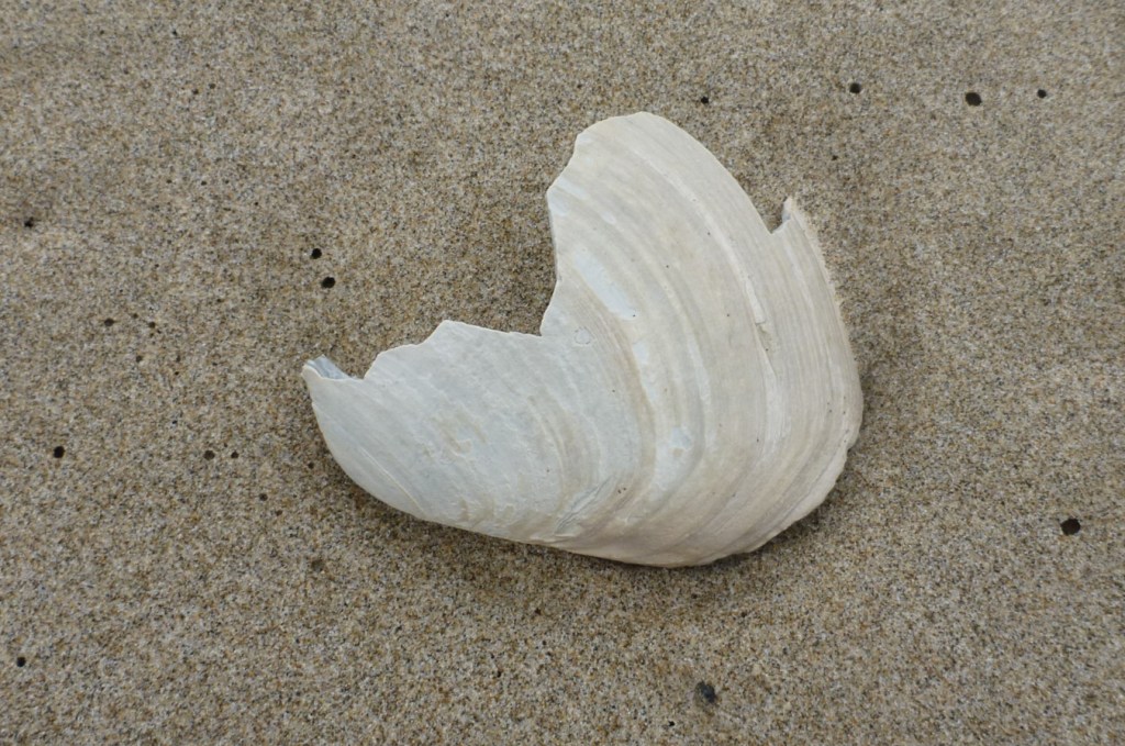 An empty and drifted fat gaper Tresus capax shell fragment, one valve only, rests on the sand with its exterior surface exposed.