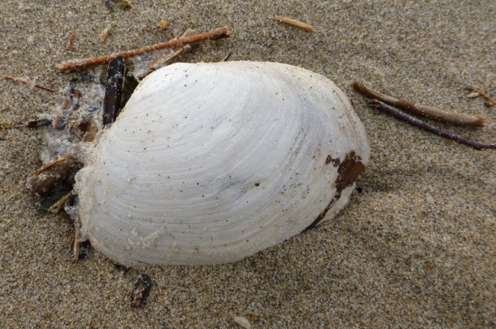 An empty and drifted fat gaper Tresus capax shell, one valve only, rests on the sand with its exterior surface exposed.