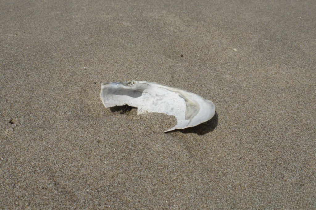 An empty and drifted fat gaper Tresus capax shell fragment, one valve only, rests on the sand with its interior surface exposed.