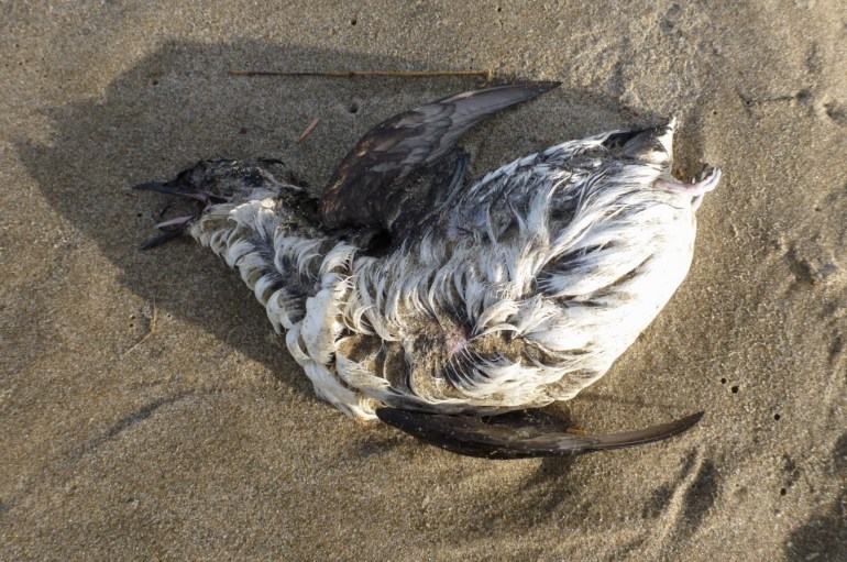 A beached marbled murrelet carcass rests on the sand.