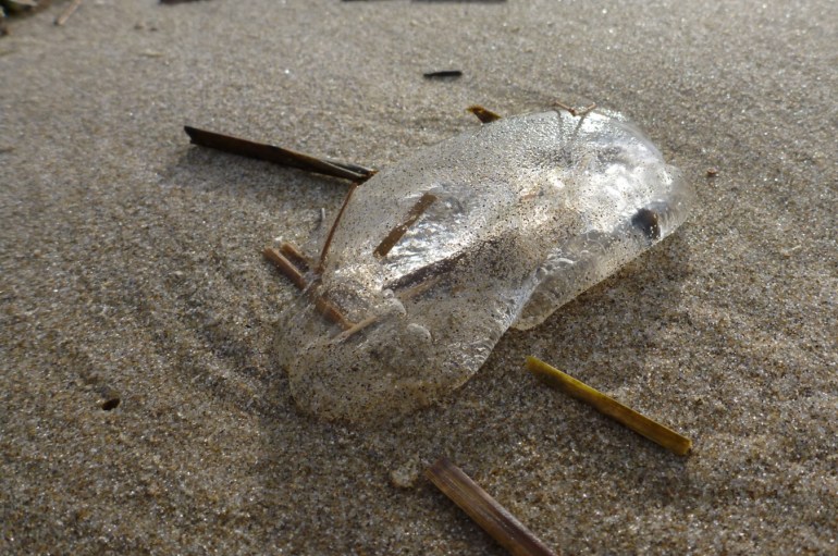 A drifted jelly fragment rests on the sand.