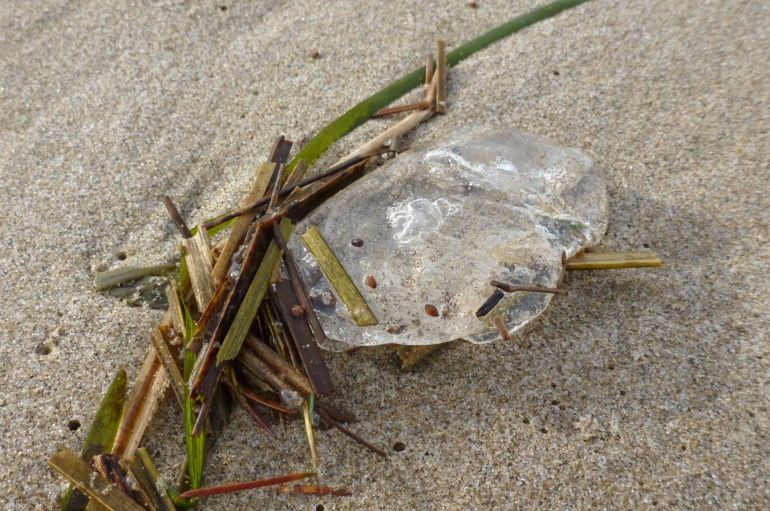A drifted jelly fragment rests on the sand.
