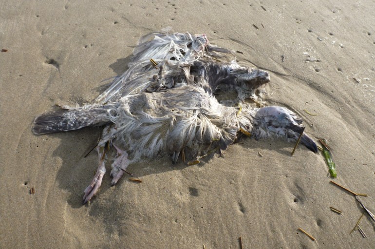 A beached gull carcass rests on the sand.