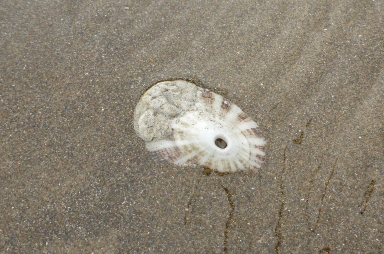 And empty and drifted rough keyhole limpet shell rests, right side up, on the sand.