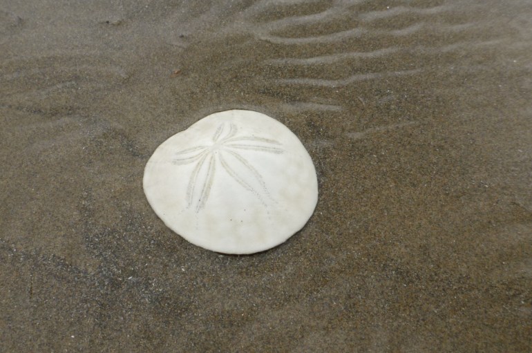 A bleached and drifted eccentric sand dollar Dendraster excentricus shell rests, right side up, on the sand.