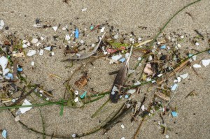 Drift line dominated by nurdles and small plastic fragments.