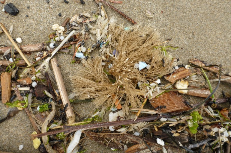 A detached and drifted hydroid tuft rests on the sand among a smorgasbord of other drifted material including nurdles and tiny plastic fragments.