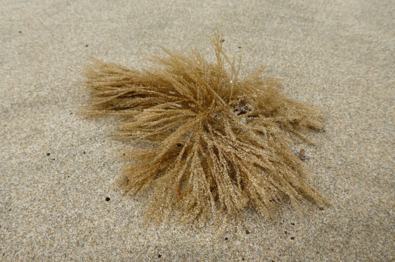 A detached and drift hydroid tuft rests on the sand.