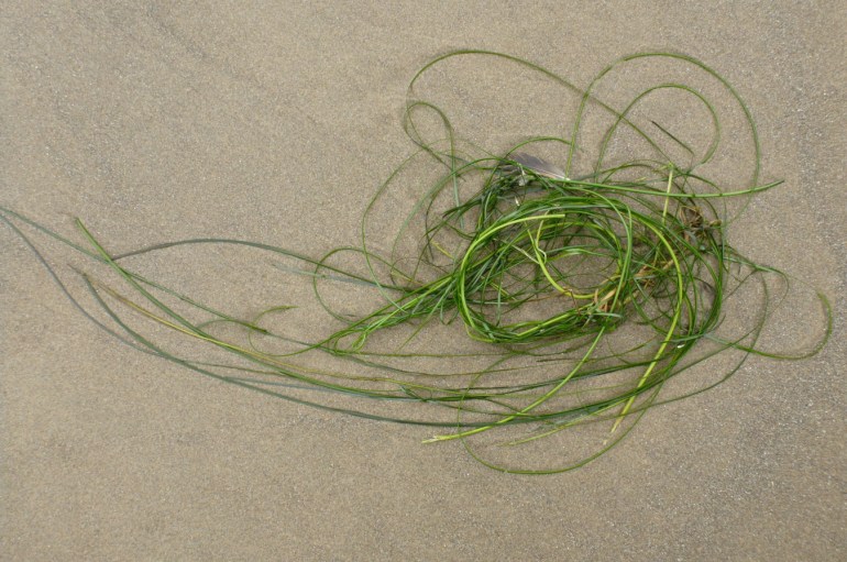 Graceful lines in a tangle of drift Phyllospadix.