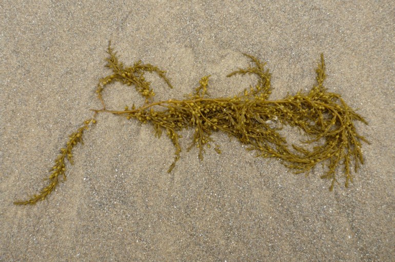 A frond of drift Sargagassum rests on the sand.