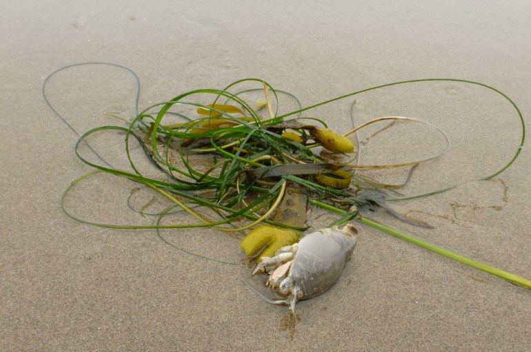 A drifted tangle of surfgrass and Fucus, and a Pacific mole crab Emerita analoga carcass, rest on the sand.