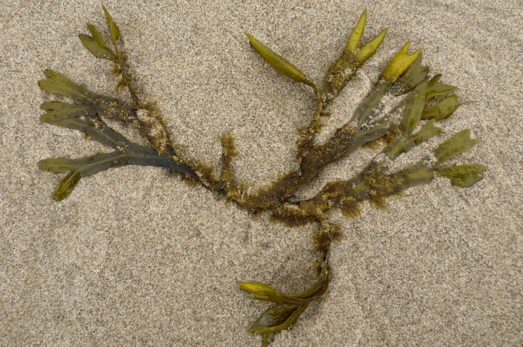 A few fronds of detached and drifted Fucus rest on the sand.