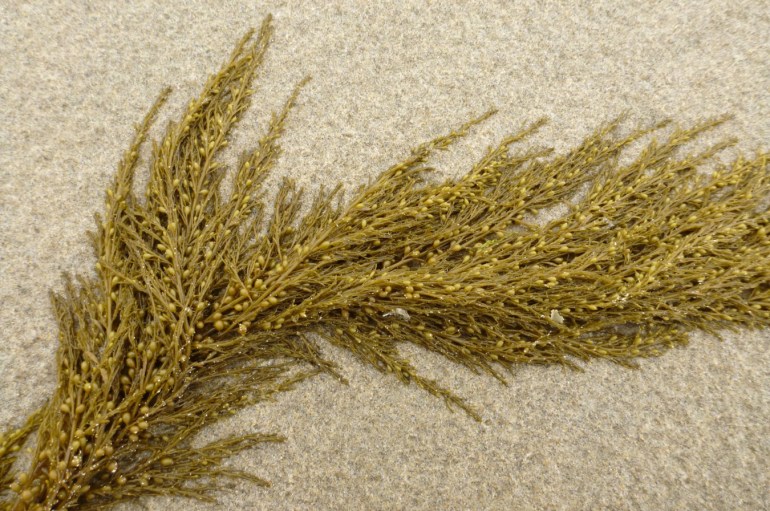 A frond of drift sargassum rests on the sand.