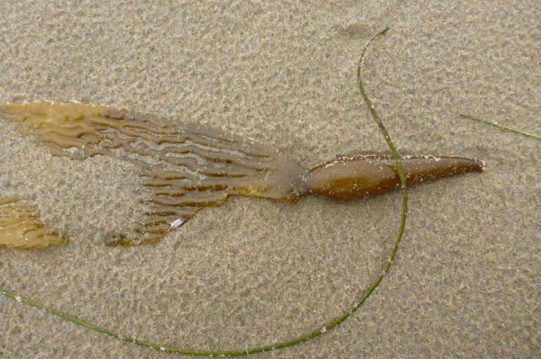 A detached and drifted Macrocystis blade rests on rain-dimpled sand. A single drifted blade of Phyllospadix also in the scene.