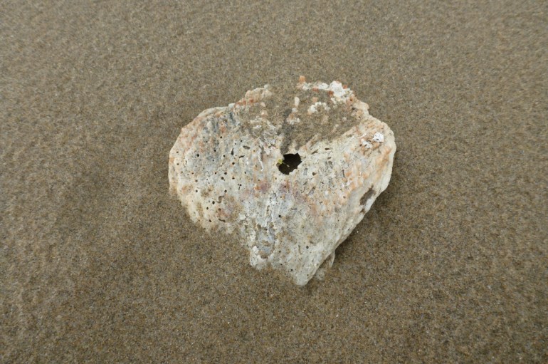 A drifted giant rock scallop Crassodoma gigantea shell rests on rain-dimpled sand.