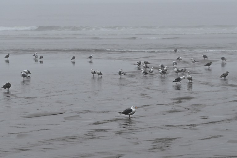 Gulls loafing in a shallow freshwater stream where it crosses the beach and meets the surf.
