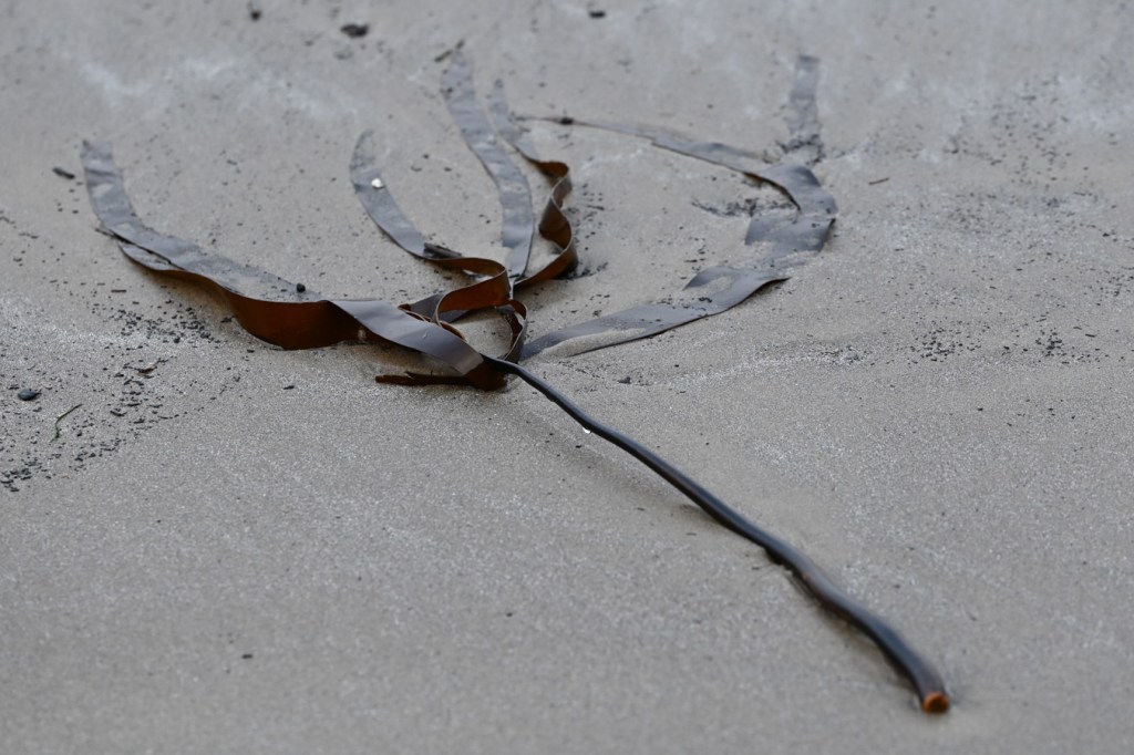 A single detached and drifted Laminaria setchellii (minus the holdfast) rests on the sand.