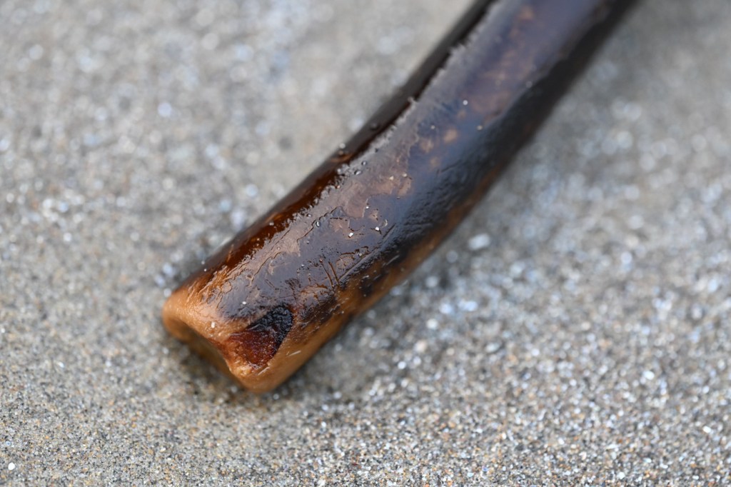 Closeup on the base of a drifted Laminaria setchellii stipe (where it appears to have broken away from the holdfast).
