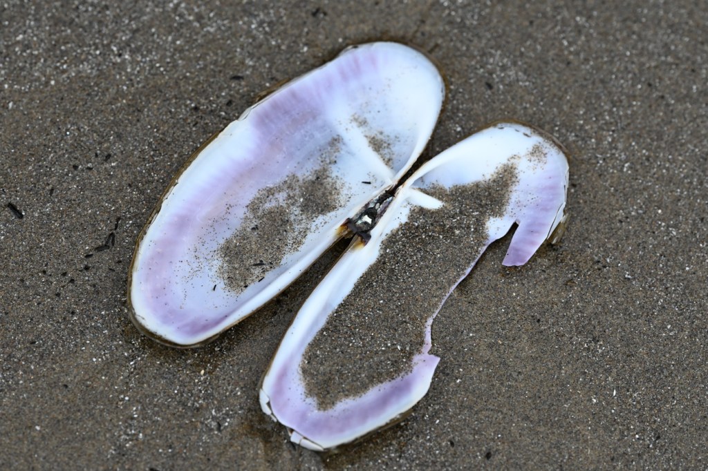 Both valves of an empty and drifted Pacific razor clam shell (interior surfaces exposed) resting on the sand.