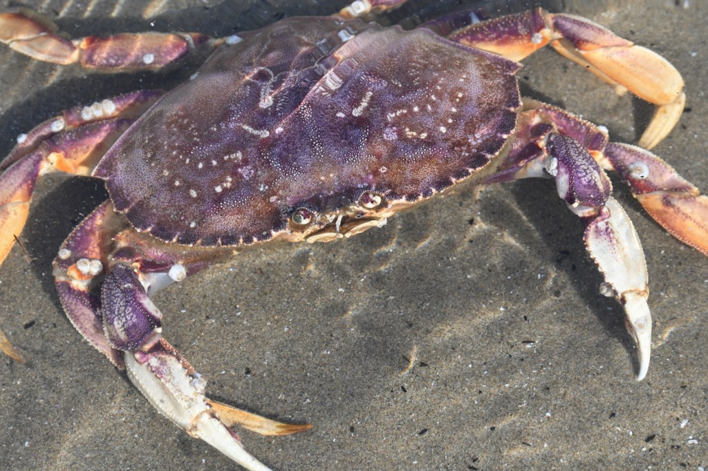 Closeup of an adult Metacarcinus magister in a shallow sand-bottomed pool.